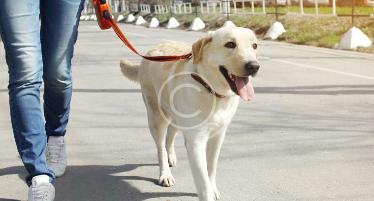 When Canines Compete: Dog Sports